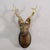 Rustic European Large Naturalistic Black Forest Carved Deer Head, Ca. 1930s For Sale - Image 3 of 6