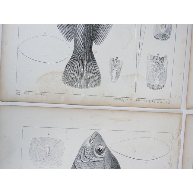 Mid 19th Century Us Pacifc Railroad Fish Lithograph Book Plates - Set of 4 For Sale In Seattle - Image 6 of 6