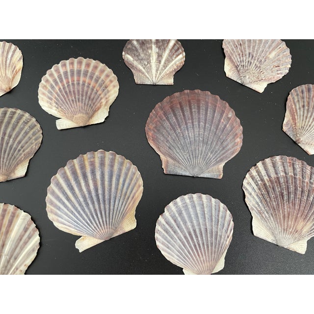 Shell Natural Scallop Sea Shells - Lot of 16 For Sale - Image 7 of 12