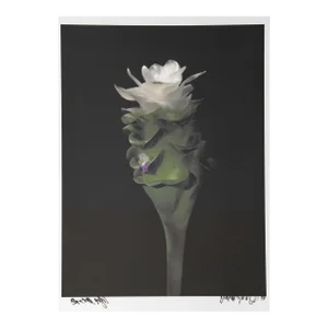 Ginger from Botanica, Jonathan Singer, Photography