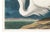 Great White Heron, Vintage Art Print Reproduction From Birds of America by John James Audubon, 60" X 40" For Sale - Image 10 of 11