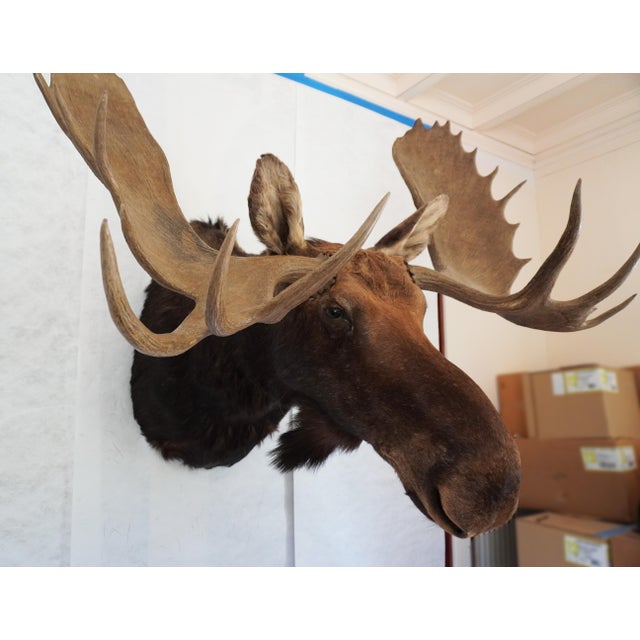 Moose Head Bust Mount For Sale In Los Angeles - Image 6 of 18