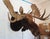 Moose Head Bust Mount For Sale In Los Angeles - Image 6 of 18