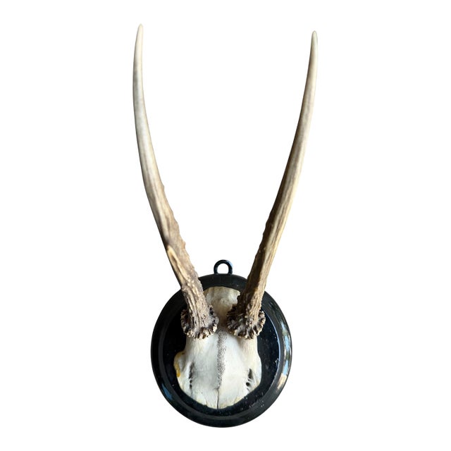 Roe Deer Trophy 201 Black Forest Antlers Mount For Sale