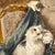 Brown Henriette Ronner-Knip Oil on Board Painting, Kittens at Play For Sale - Image 8 of 16