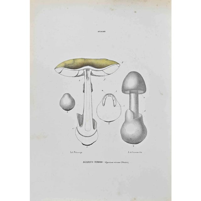 Vincenzo Tenore, Agaricus Virosus, Lithograph, 1870s For Sale