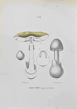 Vincenzo Tenore, Agaricus Virosus, Lithograph, 1870s