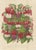 Antique botany print titled 'Fuchsia Variés'. Large chromolithograph of various fuchsia species. This print originates...