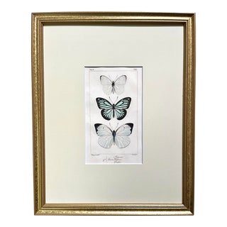 Antique Original French Butterfly Print Hand Color Paris 1835 by Lucas For Sale