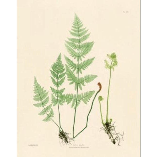 This is a set of 2 Giclée reproductions of Bradbury's Nature Printed Ferns. This series is printed on acid free cotton rag...
