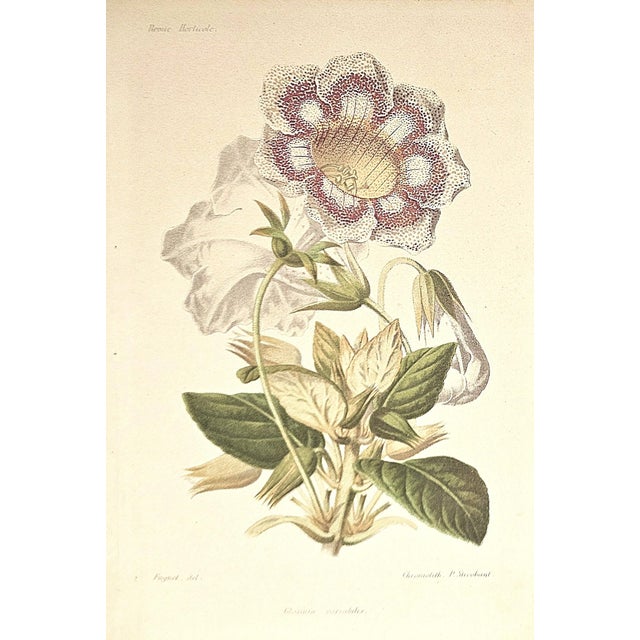 This is a set of 2 antique French botanical chromolithographs that date to 1883. They came from a French publication,...