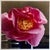 Peter C. Jones 1, A Bientot, Large Format Pink Flower Photo 24X20 Color Photograph Beach House RI, 2005 For Sale