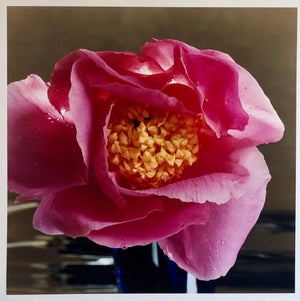 Peter C. Jones 1, A Bientot, Large Format Pink Flower Photo 24X20 Color Photograph Beach House RI, 2005