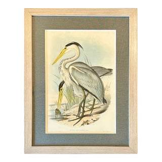 Grey Heron Original Print Framed by Gould, Circa 1840 For Sale