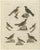 Bertuch, Crested Lark and Other Larks, 1805, Print For Sale - Image 3 of 12