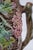 Ceramic Antique English Majolica Rustic Floral Tree Bark Pitcher, Attributed to Shorter & Boulton For Sale - Image 7 of 18