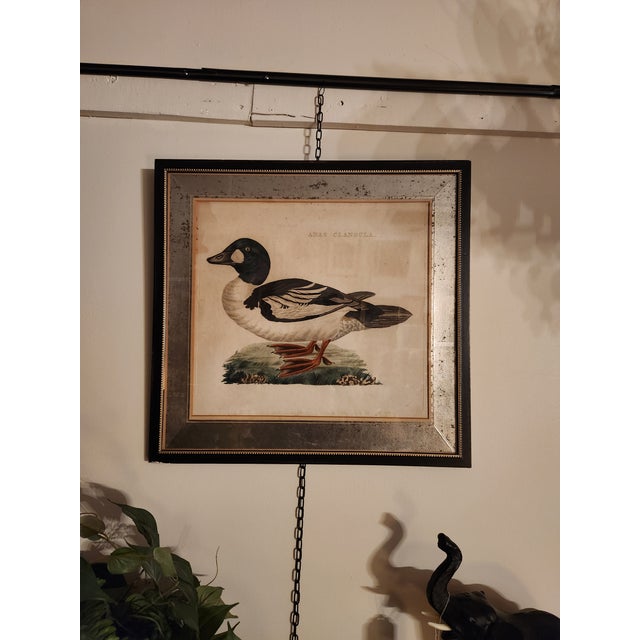 18th Century 18th Century Set of Three Duck Engraving Prints From the Nederlandsche Vogelen (Dutch Birds) For Sale - Image 5 of 12