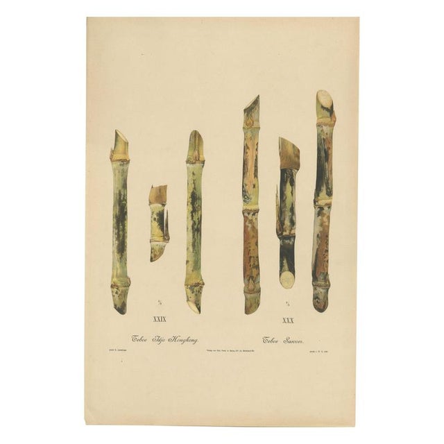 Sugarcane, 1892, Paper For Sale - Image 10 of 10