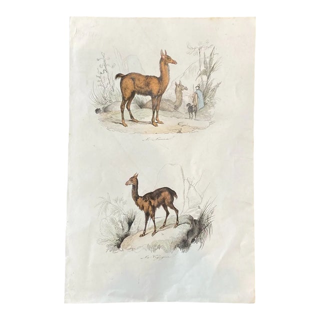 French Antique 18th Century "Le Lama" Animal Engraving Hand Colored Signed Artwork For Sale