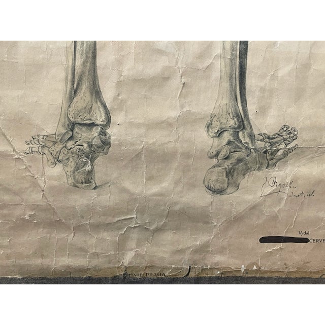 Abstract 1920’s Dr. Josef Rejsek Original Large Skeletal Study Chart, Prague For Sale - Image 3 of 12