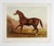 English Late 19th Century British Race Horse Equine Chromolithograph For Sale - Image 3 of 3
