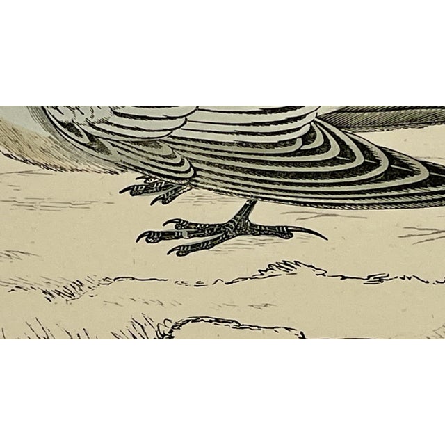 Cream Antique Hand Colored Bird Print From England Showcasing a Snow Bunting - Circa 1888 For Sale - Image 8 of 11
