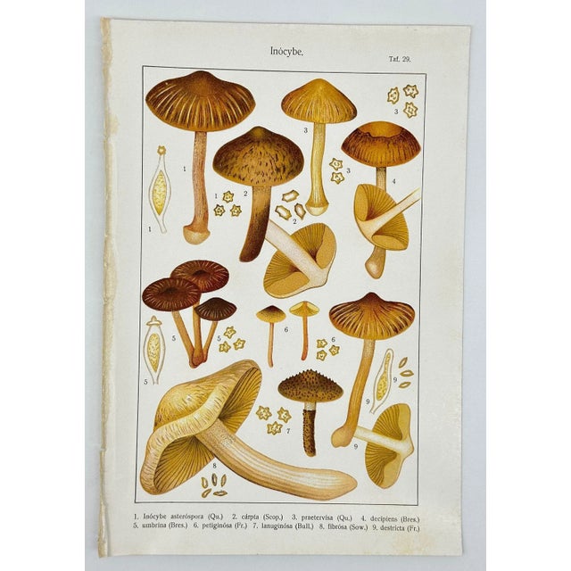Original Antique 19th C Colored Lithograph Mushrooms Fungi Inocybe Species by Carl Gustav Jablonsky For Sale - Image 4 of 4