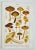 Original Antique 19th C Colored Lithograph Mushrooms Fungi Inocybe Species by Carl Gustav Jablonsky For Sale - Image 4 of 4