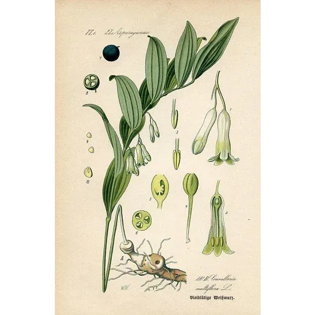 Original antique Lily of the Valley botanical print from a late 19th-C. folio of flowers native to Germany, Austria and...