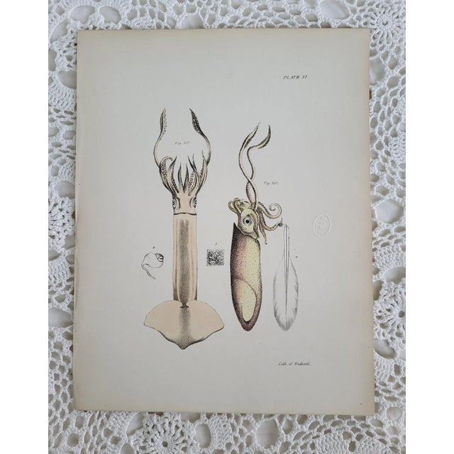 American 1840s Antique Hand Colored Squid Lithograph by Lith of Endicott, New York For Sale - Image 3 of 8