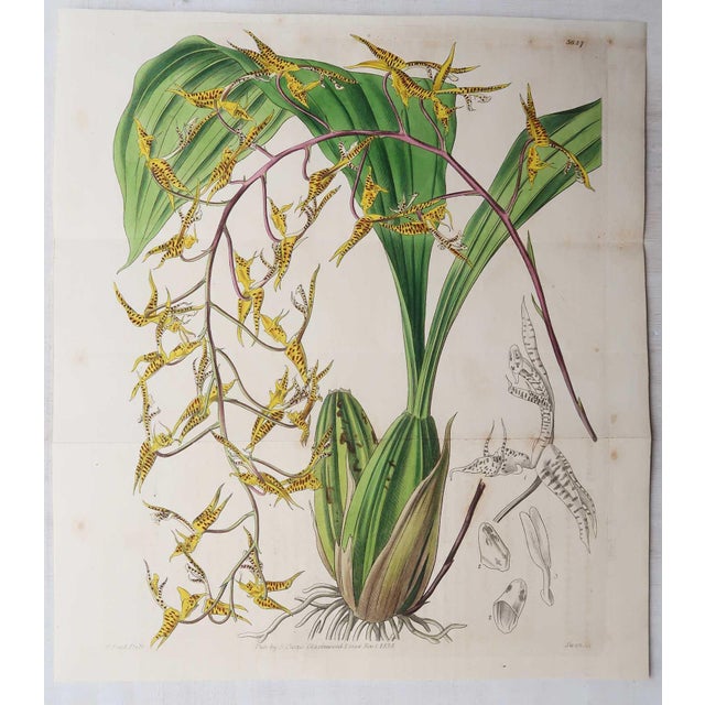 19th Century William Fitch, Botanical Prints Curtis. 1838, Paper For Sale - Image 5 of 10