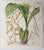 19th Century William Fitch, Botanical Prints Curtis. 1838, Paper For Sale - Image 5 of 10