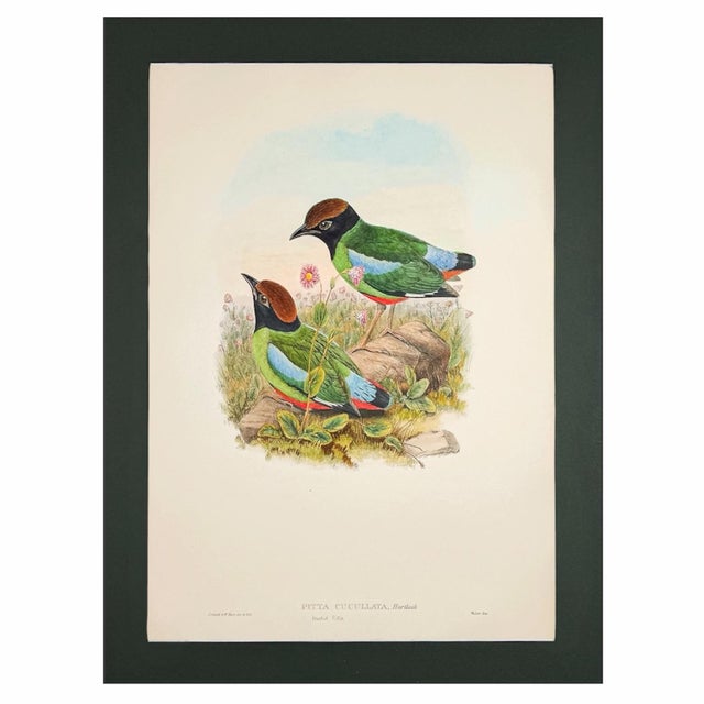 19th Century Rare Gould Pattern Pair | Hand-Colored Pitta Lithographs From John Gould’s Birds of Asia - Set of 2 For Sale - Image 4 of 13