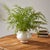 Realism Soft Fern Drop-In 36" For Sale - Image 3 of 5