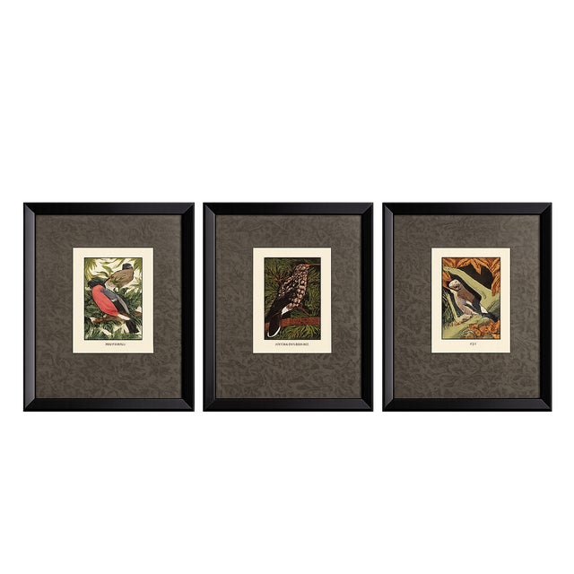 Set of Three Framed Eric Daglish Bird Lithographs From Birds of the British Isles — Jay, Nutcracker & Bullfinch c.1950 For Sale