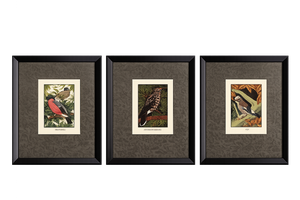 Set of Three Framed Eric Daglish Bird Lithographs From Birds of the British Isles — Jay, Nutcracker & Bullfinch c.1950