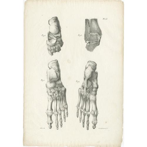 Jules Cloquet, French Anatomical Foot and Lower Limb, 1821, Lithograph, Set of 3 For Sale - Image 8 of 9