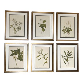 Framed Vintage Botanicals Prints Set of 6- 1953 Prints For Sale