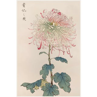 Asian Mum by Hasegawa, Vintage Japanese Botanical Art Print, 12" X 18" For Sale