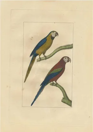 Parrots, Paper