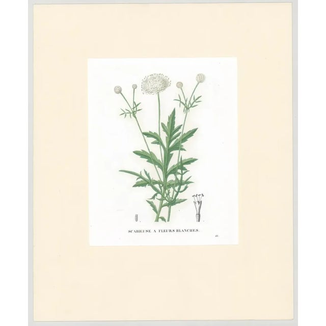 Hand colored engraving of scabieuse a fleurs blanche by French botanist Jean Henri Jaume Saint-Hilaire (1772–1845).