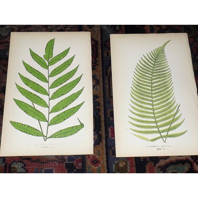 Mid 19th Century Antique 19th Century Botanical Fern Wood Engravings - Set of 12 For Sale - Image 5 of 9