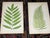 Mid 19th Century Antique 19th Century Botanical Fern Wood Engravings - Set of 12 For Sale - Image 5 of 9