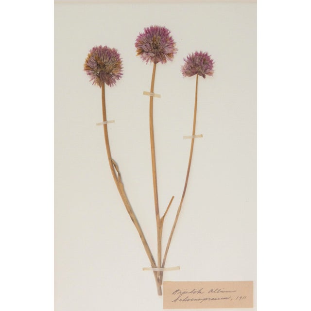 Wood Custom Framed Antique Swedish Herbarium Botanical Specimens For Sale - Image 7 of 12