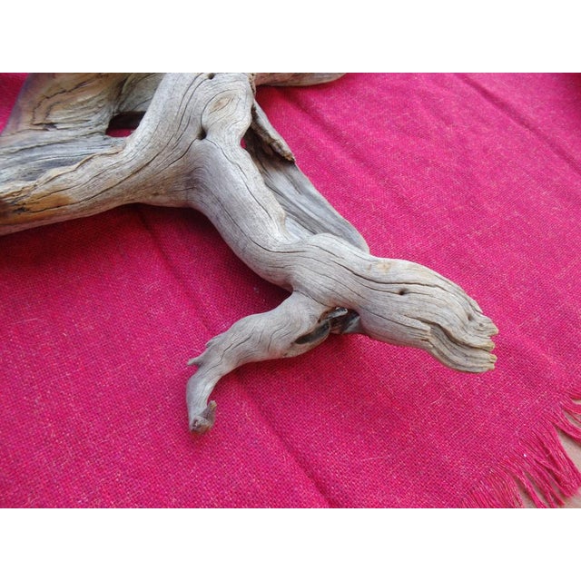 Hand-Carved Wooden Bird by Willi Huggler, Brienz, Switzerland, 1970s For Sale - Image 11 of 15