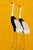 A coordinated diptych featuring two oversized crane artworks set against rich golden backgrounds. Designed as a statement...