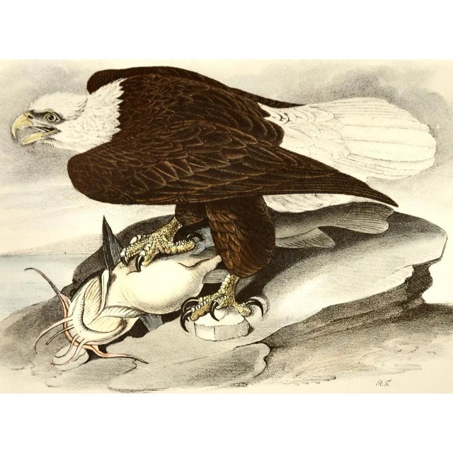 An original rare and extremely collectible first octavo edition John James Audubon hand-colored royal octavo lithograph...