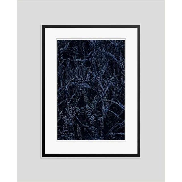 Dark Fern' by Stuart Möller Ferns photographed at dusk. Photo Stuart Christian Möller. Archival Pigment Print signed and...