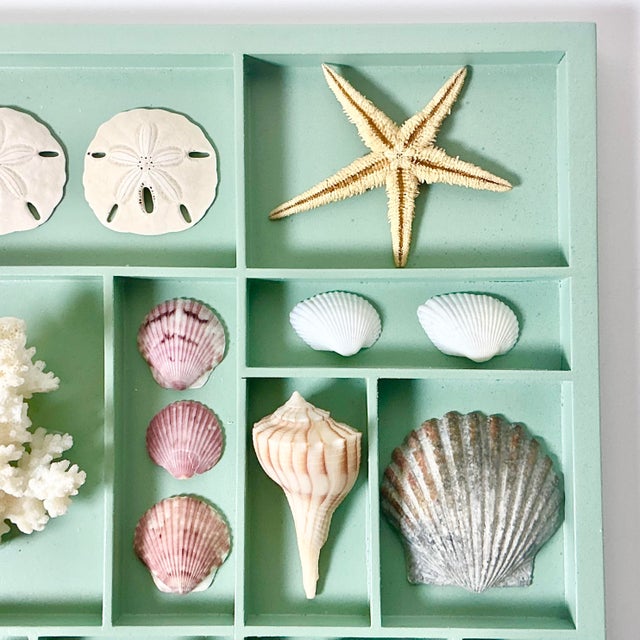 Vintage Coastal Boho Chic Seashell Collection, Sage Divided Shadowbox Decorative Object For Sale - Image 4 of 9