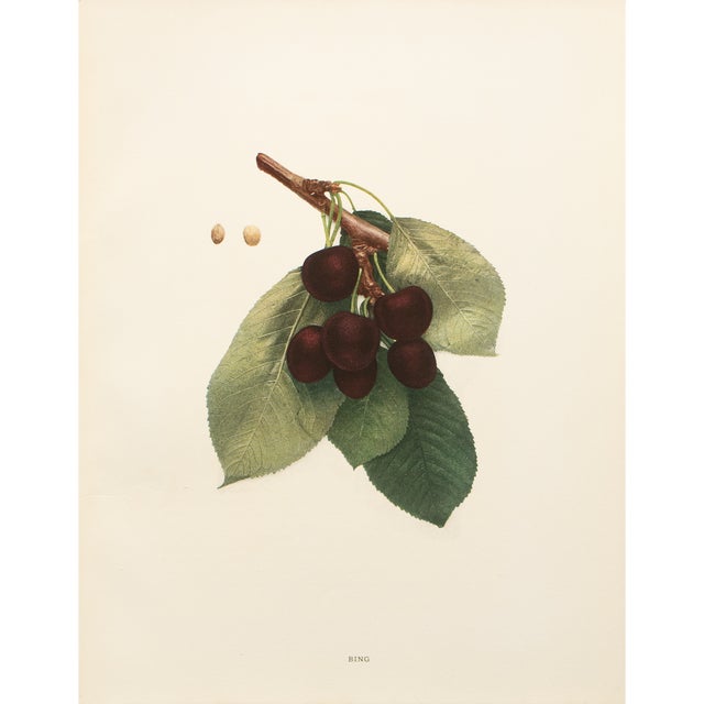 1900s U. P. Hedrick, Original Antique Photogravure of Bing Cherries For Sale